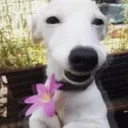 flowerdog