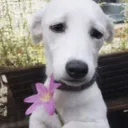 sadflowerdog