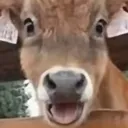 dumb_cow