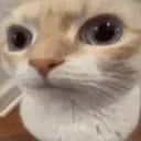 suscat