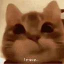 hmppp_cat