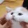 B_cat_squish_cute