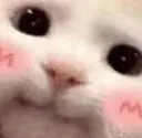 B_cat_blush B_cat_blush