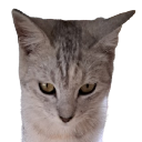 angycar Discord emoji