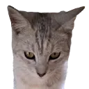 angycar
