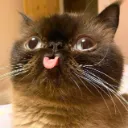 Dumbovers_cat