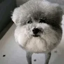 p_dog