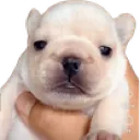 pibble1