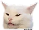 confusedcat