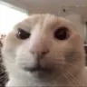 skepticat