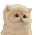 cutekitten Discord Emoji | Talk Pakistan