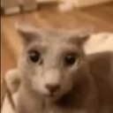 catstare
