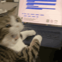 PanicCatto Discord Emoji from Talk Pakistan