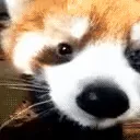RedVT_Sniffa