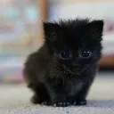 blackcat508irl