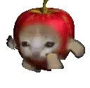 012_sadcatruns