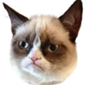 grumpycat