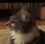 cat_bollywood