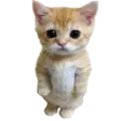 standCat