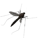 mosquito