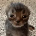 sad_cat