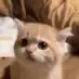 yy