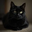 black_cat