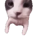 sf_cat_kiss