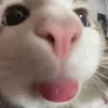 cattongue