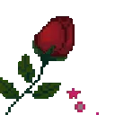 003redrose
