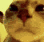 Cat face shown in four panels, transitioning from a bright yellow tint to a dark purple hue.