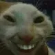 trolecat
