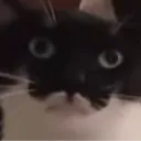 wtf