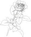 zSP_WhiteRose Discord Emoji from Lemniscate Network