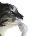 CatThink
