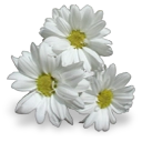00_szndaisy Discord emoji
