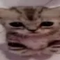catwtf