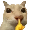 catshh