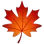 MapleLeaf
