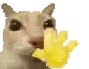 cat_hand_wave_hello animated GIF emoji | r/Lebanon
