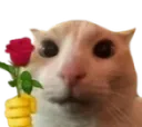catRose