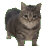 cat_uiia animated Discord emote | ✦ Celestveil ✦