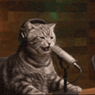 catlaughs
