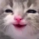 cathappy cathappy