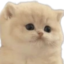 DumbfoundedKitty Discord Emoji | Critical Cuties ♡