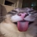 :catliem2: