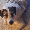 Doggo