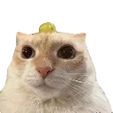 grapestare grapestare