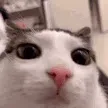 cat_stare