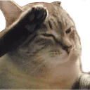 salutcat